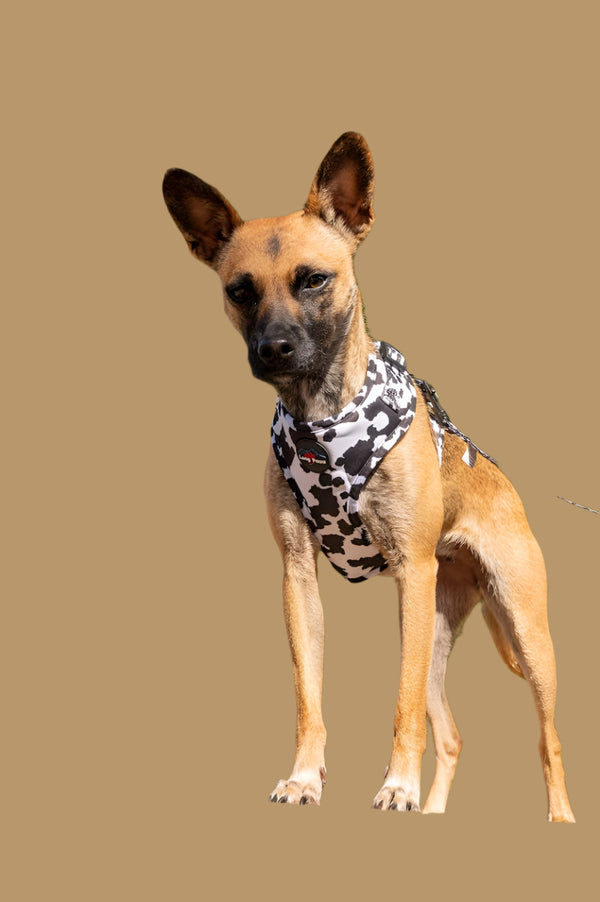 Funk The Dog Harness | Cow Print Dog Harness