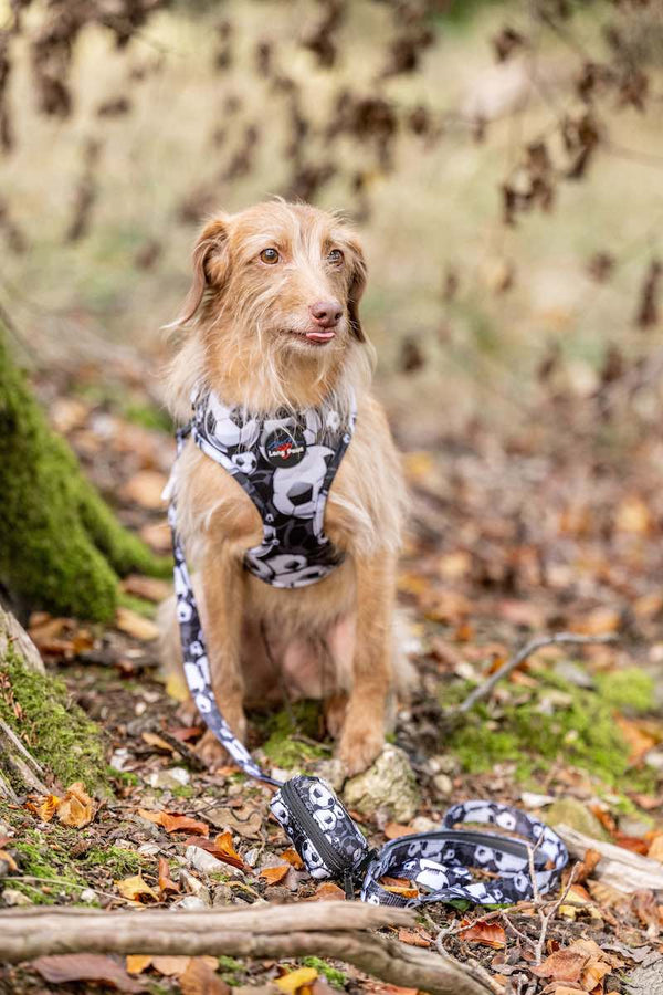 Funk The Dog Harness | B&W Footballs