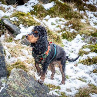 Earth Friendly - Trekker Harness - Long Paws