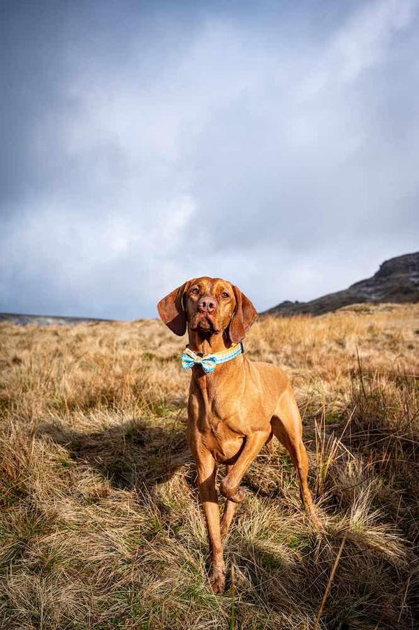 Funk The Dog Bow Tie | Sunrise Blueorange - Long Paws