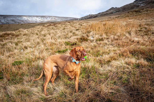 Funk The Dog Bow Tie | Sunrise Blueorange - Long Paws